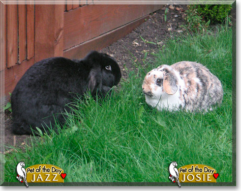 Jazz, Josie, the Pet of the Day Jazz, Josie, the Pet of the Day