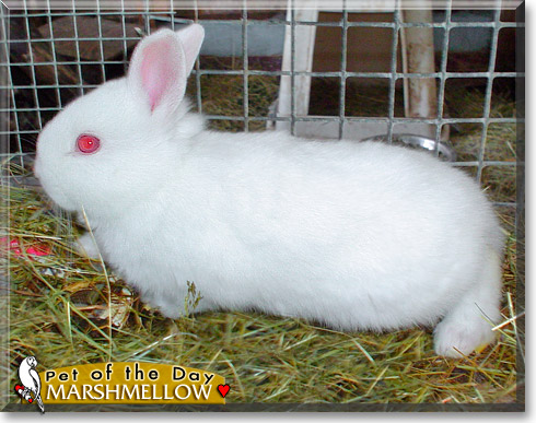Marshmellow, the Pet of the Day Marshmellow, the Pet of the Day