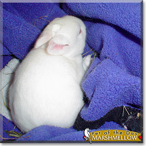 Marshmellow, the Pet of the Day Marshmellow, the Pet of the Day