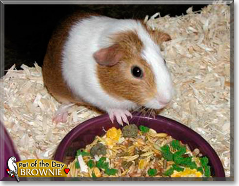 Brownie, the Pet of the Day Brownie, the Pet of the Day