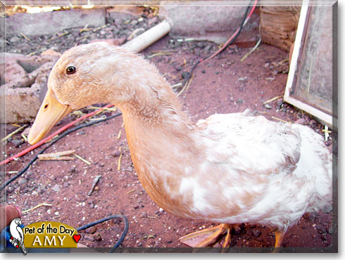 Amy, the Pet of the Day