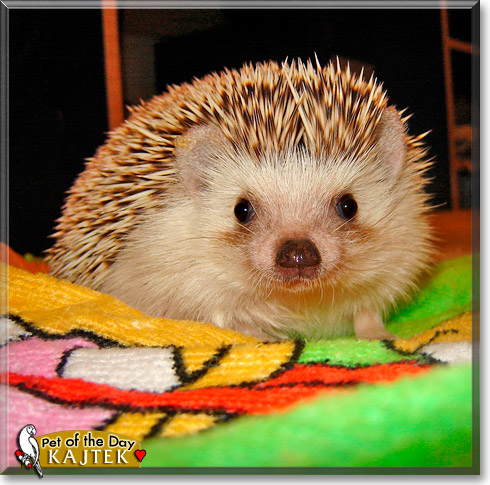 Kajtek, the Pet of the Day Kajtek, the Pet of the Day