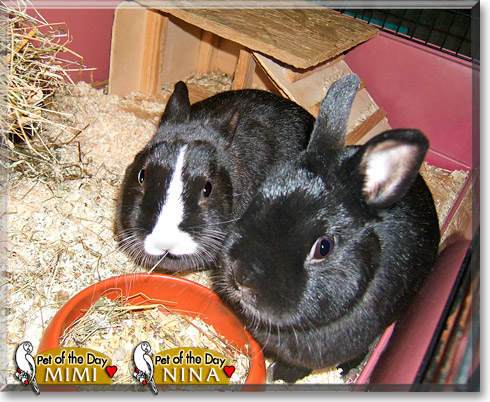 Mimi, Nina, the Pet of the Day