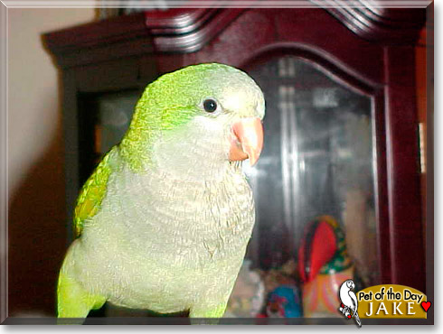 Jake, the Pet of the Day