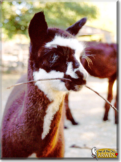 Arwen, the Pet of the Day Arwen, the Pet of the Day