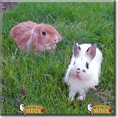 Megs, Minis, the Pet of the Day Megs, Minis, the Pet of the Day