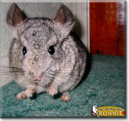 Ronnie, the Pet of the Day Ronnie, the Pet of the Day