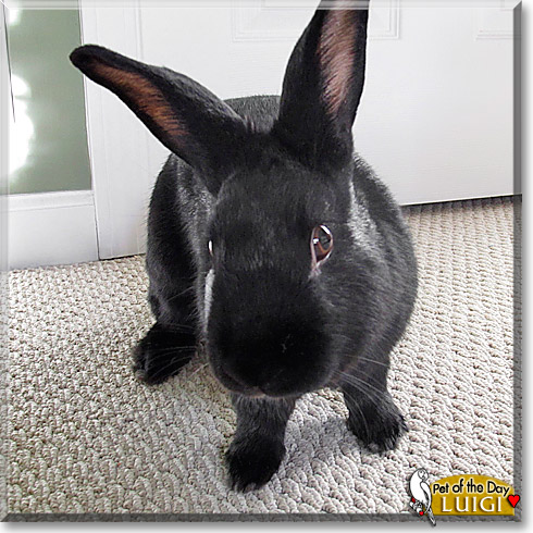 Luigi, the Pet of the Day Luigi, the Pet of the Day