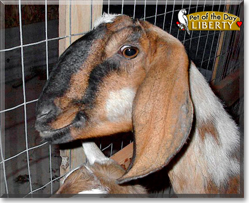 Liberty, the Pet of the Day Liberty, the Pet of the Day