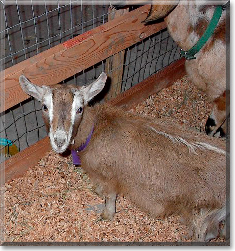 Liberty, the Pet of the Day