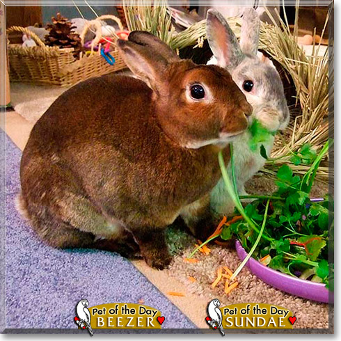 Beezer, Sundae, the Pet of the Day Beezer, Sundae, the Pet of the Day