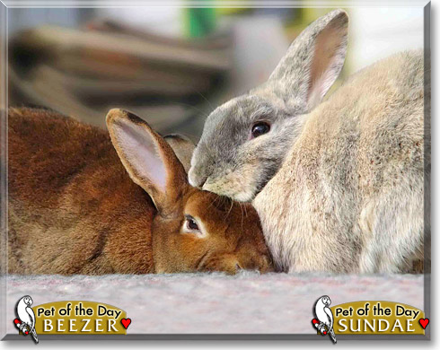 Beezer, Sundae, the Pet of the Day