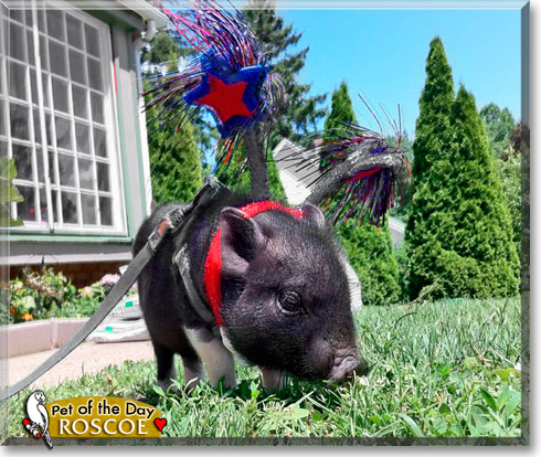 Roscoe, the Pet of the Day