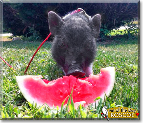 Roscoe, the Pet of the Day