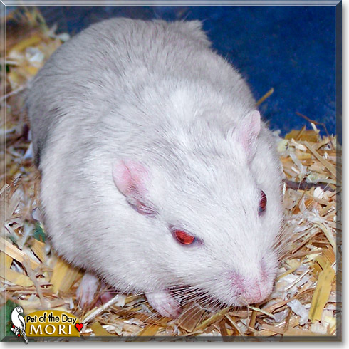 Mori, the Pet of the Day