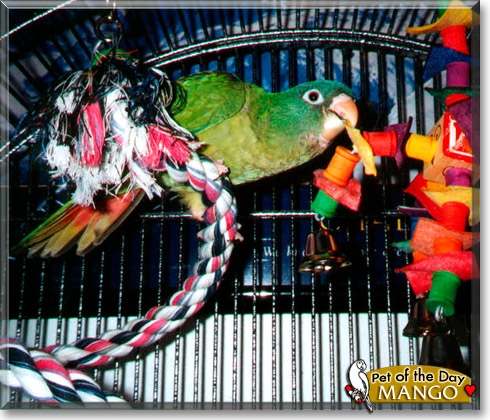 Mango, the Pet of the Day Mango, the Pet of the Day