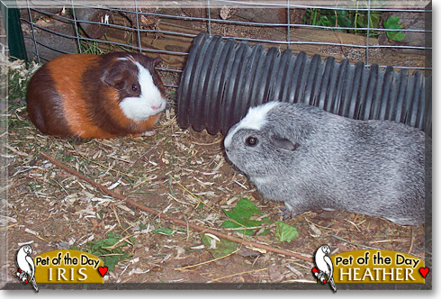 Heather, Iris, the Pet of the Day Heather, Iris, the Pet of the Day