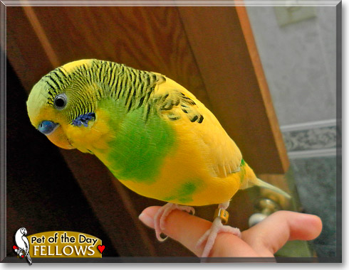 Fellows, the Pet of the Day Fellows, the Pet of the Day