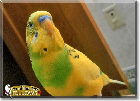 Fellows, the Pet of the Day Fellows, the Pet of the Day
