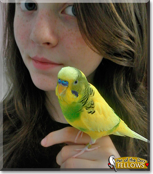 Fellows, the Pet of the Day Fellows, the Pet of the Day