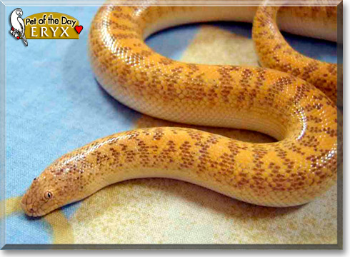 Eryx, the Pet of the Day Eryx, the Pet of the Day