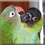 Kelly, Zippy the Conure