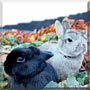 Hopps, Fritz the Dwarf Rabbits