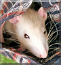 Amelia the Fancy Rat