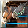 Cleo, Ebony the Clydesdales