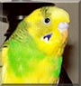 Tigger the Parakeet
