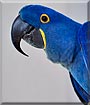 Iris the Blue Hyacinth Macaw