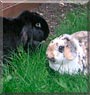 Jazz, Josie the Lop Eared Rabbits