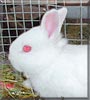 Marshmellow the Rabbit