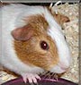 Brownie the Guinea Pig