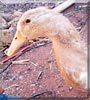 Amy the Duck