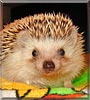 Kajtek the African Pygmy Hedgehog