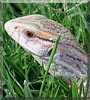Brutus the Savannah Monitor