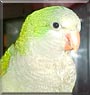Jake the Quaker Parrot