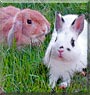 Megs, Minis the Holland Lop, Netherland Dwarf