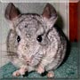 Ronnie the Chinchilla