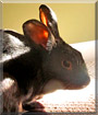Luigi the Dutch mix Rabbit