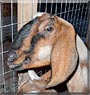Liberty the Nubian Goat