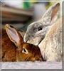 Beezer, Sundae the Dwarf Rabbits
