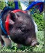 Roscoe the Pot bellied Pig