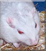 Mori the Gerbil