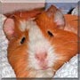Karamell the Guinea Pig