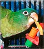 Mango the Blue Crown Conure