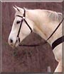 Star's Best the Thoroughbred Horse