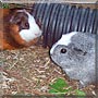 Heather, Iris the Guinea Pigs