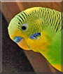 Fellows the Parakeet